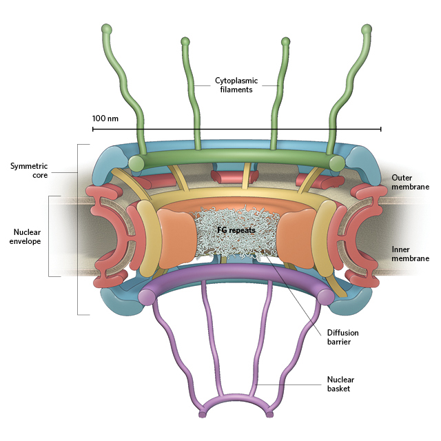 Nuclear Pore Diagram Nuclear Envelope Organelles