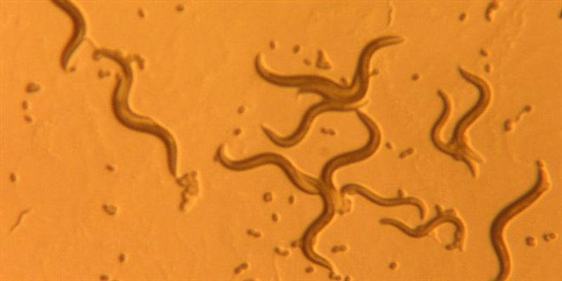 Diagram New Class Of Photoreceptor Discovered In C Elegans
