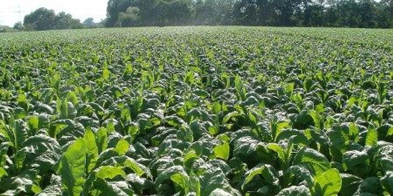 Research paper on genetic modified plants
