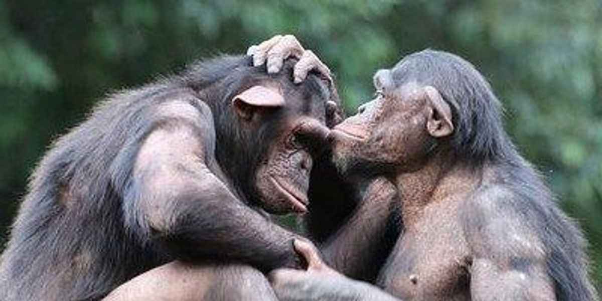 companionship may help chimps chill out the scientist magazine