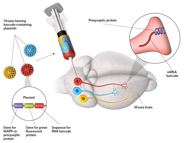 mrna infographic