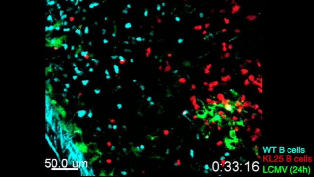 B cell response to chronic LCMV 