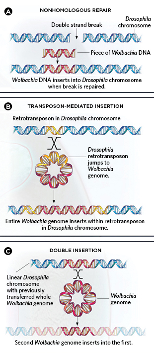 mechanisms of lateral gene transfer