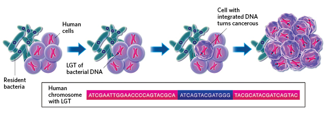 Lateral Gene Transfer Between Humans And Microbes The - 