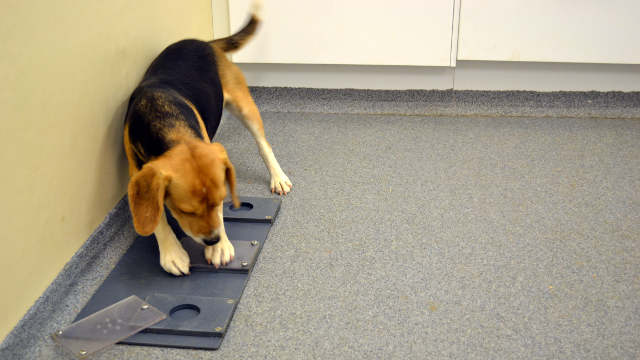 Beagle attempting to solve an unsolvable task