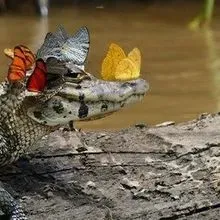 Image of the Day: Crowned Caiman | The Scientist