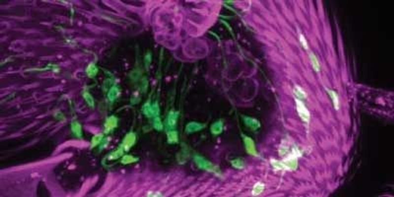 Fruit Flies Feel Humidity with Dedicated Receptors | The Scientist