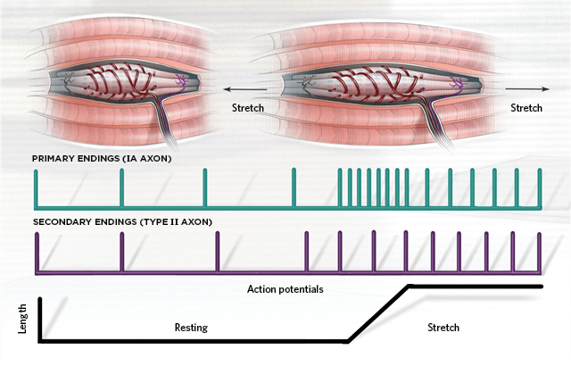 Proprioceptive Receptors The Scientist