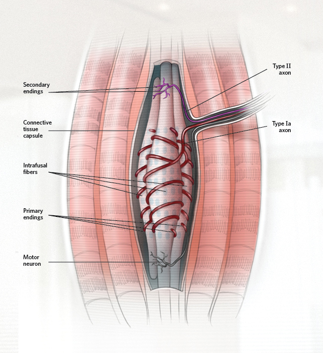 Proprioceptive Receptors The Scientist Magazine® 9494