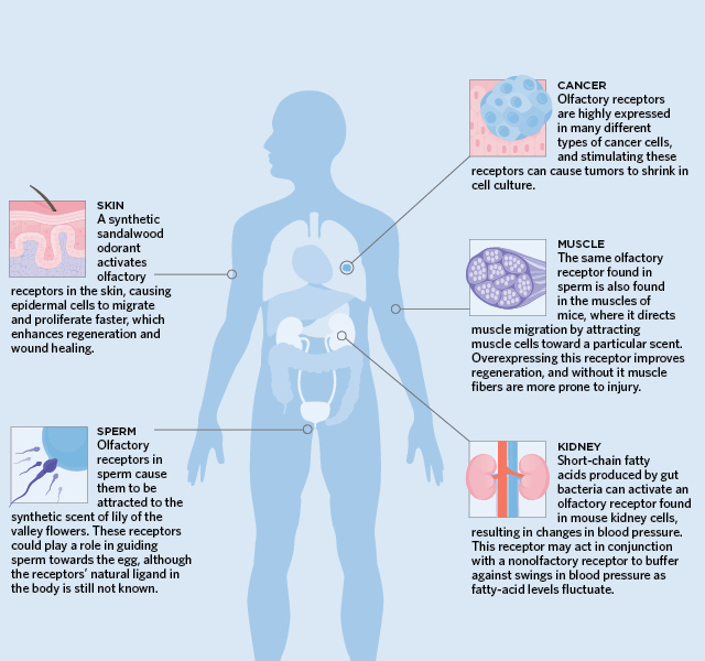 sensory receptors types and functions