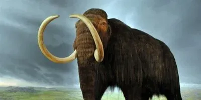 Study: Last Woolly Mammoths Died of Thirst | The Scientist