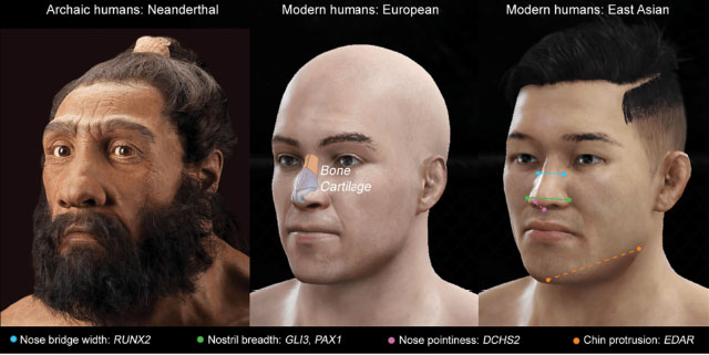 different human nose shapes