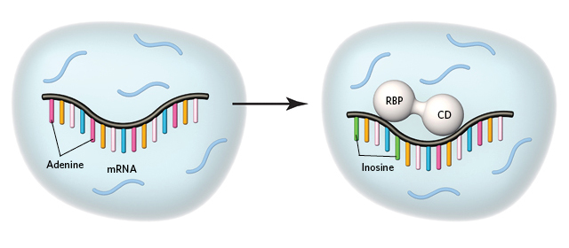 rna binding protein