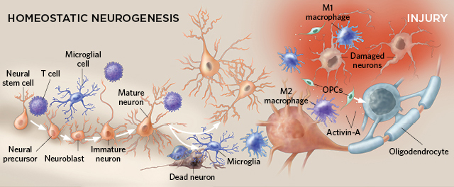 Immune system maintenance