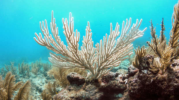 As Coral Bleaching Goes Global, Scientists Fear Worst Is Yet to