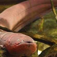 Shocking news: There are actually three species of electric eel in