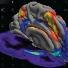 How Dopamine Tunes Working Memory | The Scientist