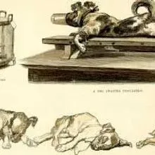 Rabies | The Scientist