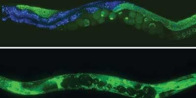 Diagram A Day In The Life Of A C Elegans Lab