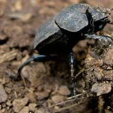 Antibiotic Affects Cow Dung | The Scientist