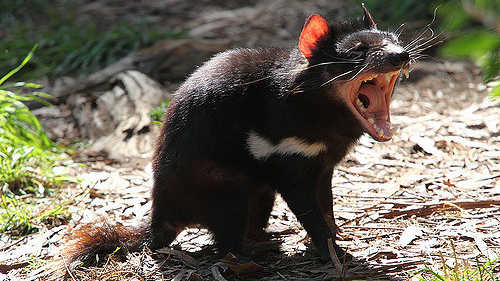 Tasmanian devil