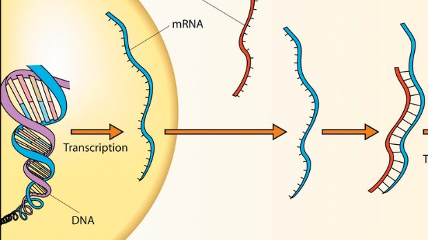 messenger rna