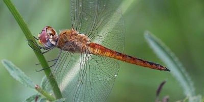 Dragonfly is World-Record Flier | The Scientist