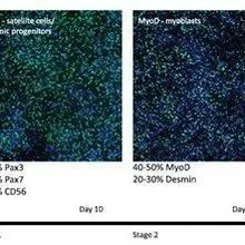 New Skeletal Muscle Differentiation kit | The Scientist
