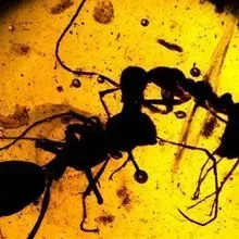 Image of the Day: Bygone Battle | The Scientist