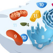 IOM: Mitochondrial Replacement “Ethically Permissible” IOM: Mitochondrial Replacement “Ethically Permissible”