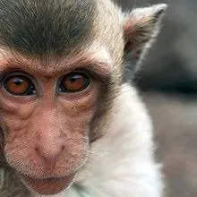 Engineered Monkeys Could Aid Autism Research | The Scientist