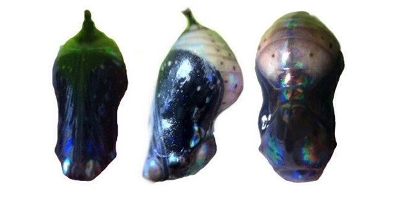 Image of the Day: Colorful Capsules | The Scientist