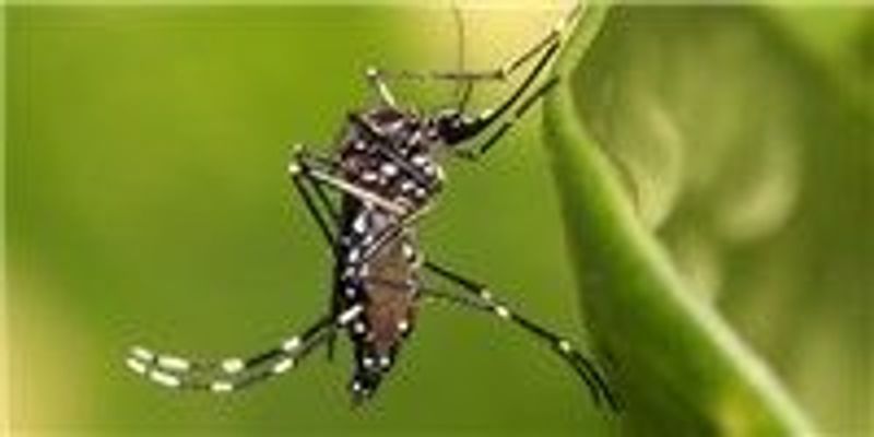 CDC Issues Zika-related Travel Warning | The Scientist