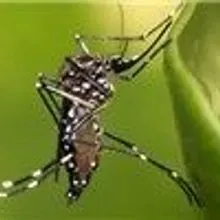 CDC Issues Zika-related Travel Warning | The Scientist