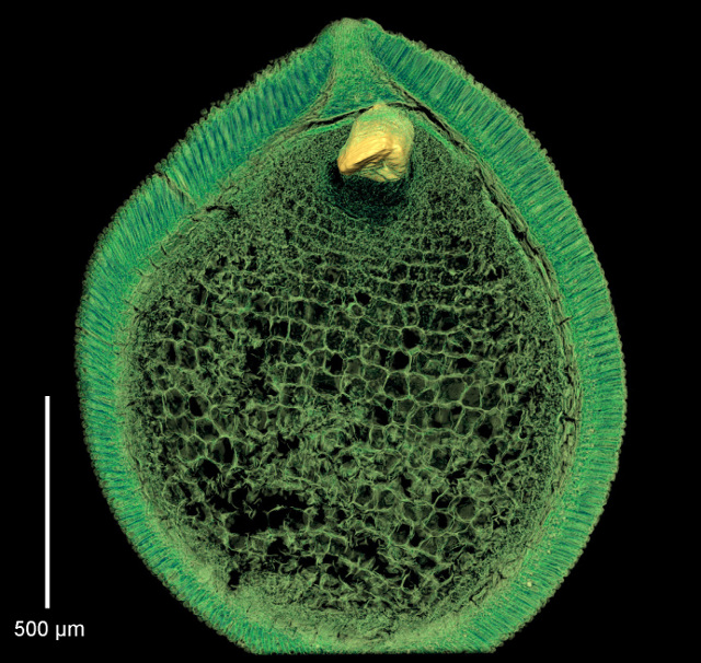 Image of the Day: Ancient Angiosperm | The Scientist