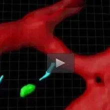 Cells Dancing “Celldance” Selections | The Scientist