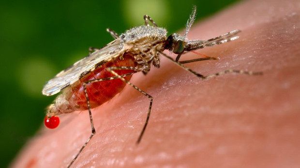 Crispr Powered Malaria Mosquito Gene Drive The Scientist Magazine