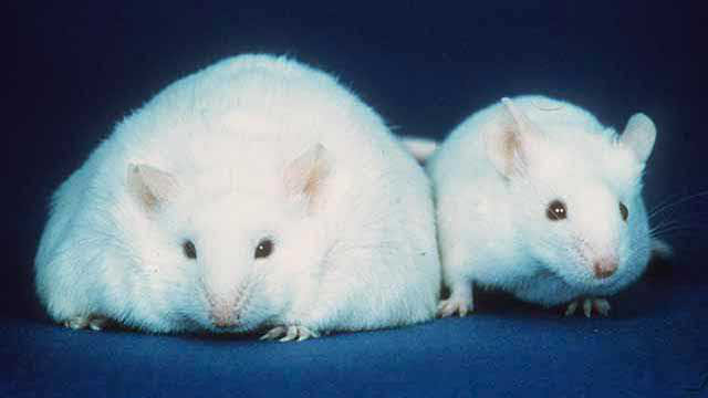 Inside a Lab Mouse s High -Fat Diet The Scientist Magazine 