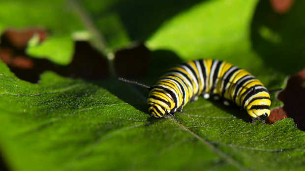 Butterflies Weaponize Milkweed Toxins The Scientist Magazine