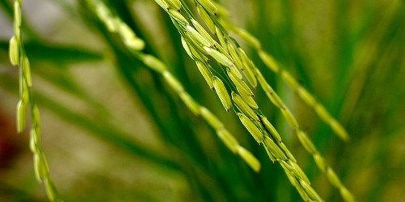 Three Origins for Rice? | The Scientist