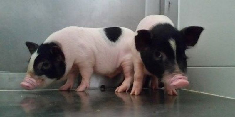 Gene-Edited Pets | The Scientist