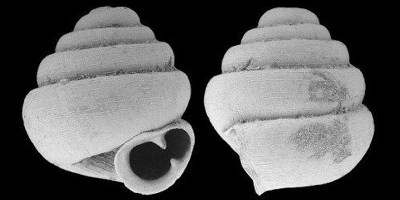 Image of the Day: Small Shell | The Scientist