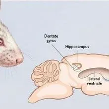 Neurogenesis in the Mammalian Brain | The Scientist