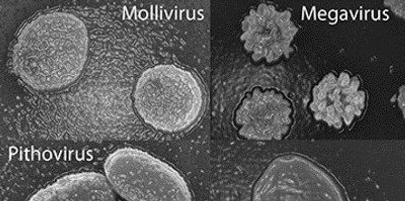 Another Ancient Giant Virus Discovered | The Scientist Magazine®