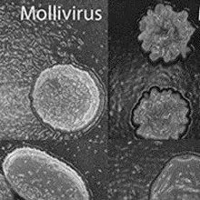 Another Ancient Giant Virus Discovered | The Scientist