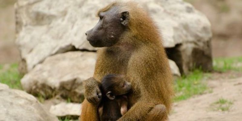 OU Baboon Program to Close | The Scientist