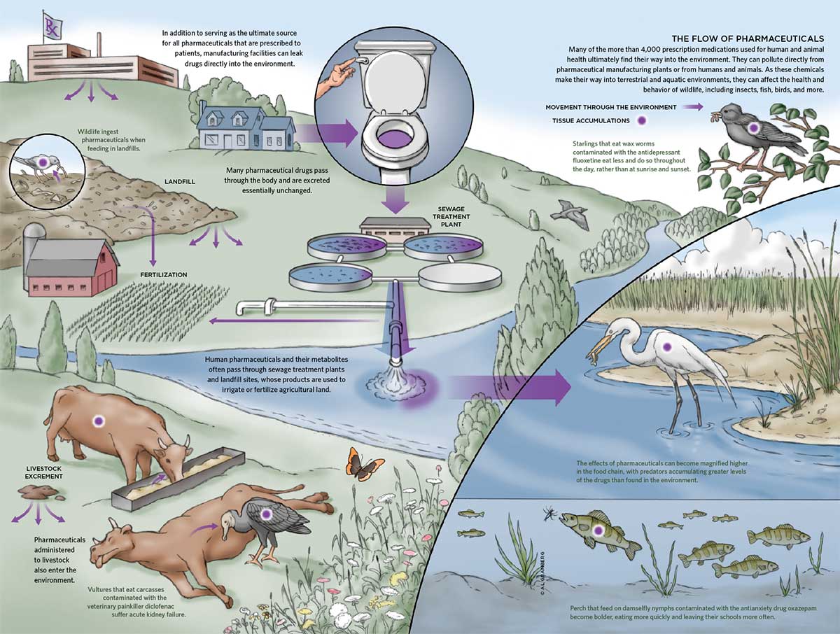 Antibiotics and Environmental Health - MN Dept. of Health