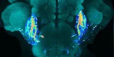 Fly Brainbow Image of the Day: Fly Brain | The Scientist