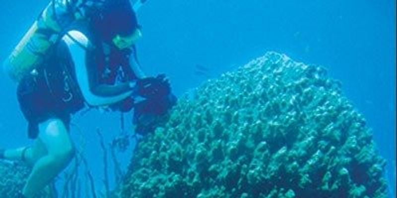 Sponging Up Phosphorus The Scientist Magazine