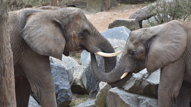 Saving Baby Elephants from a Deadly Herpes Virus